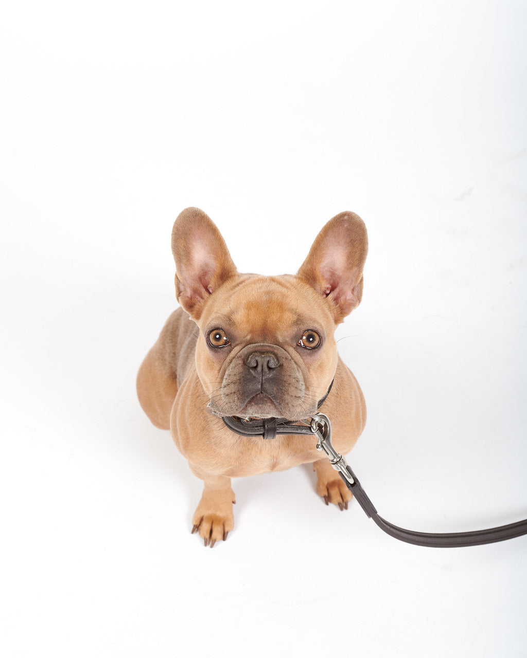 Französische Bulldogge Rassenportrait 