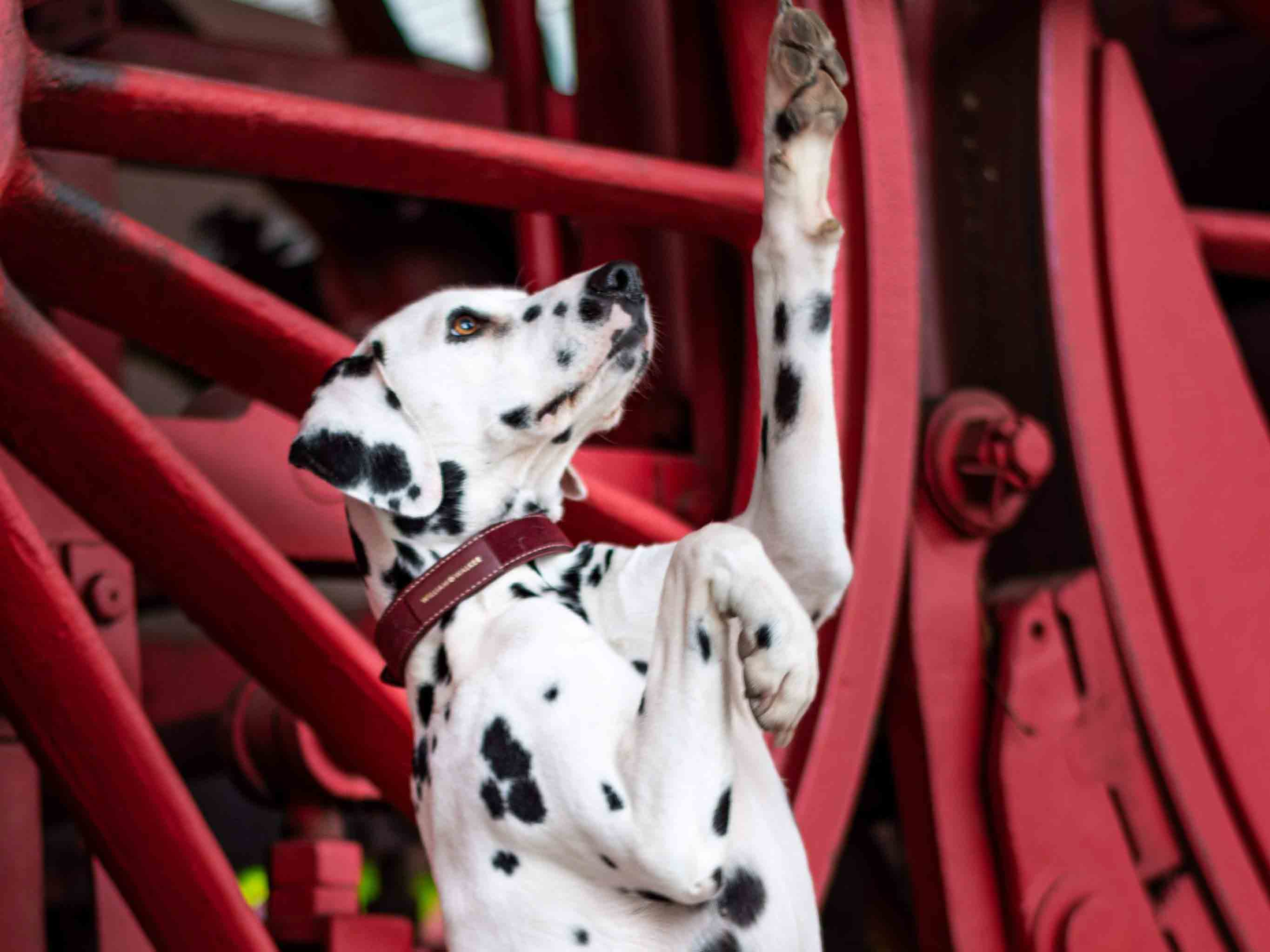 Hund beschäftigen