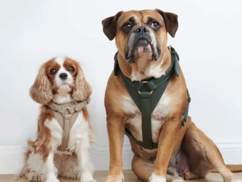 Dog Harness vs dog collar