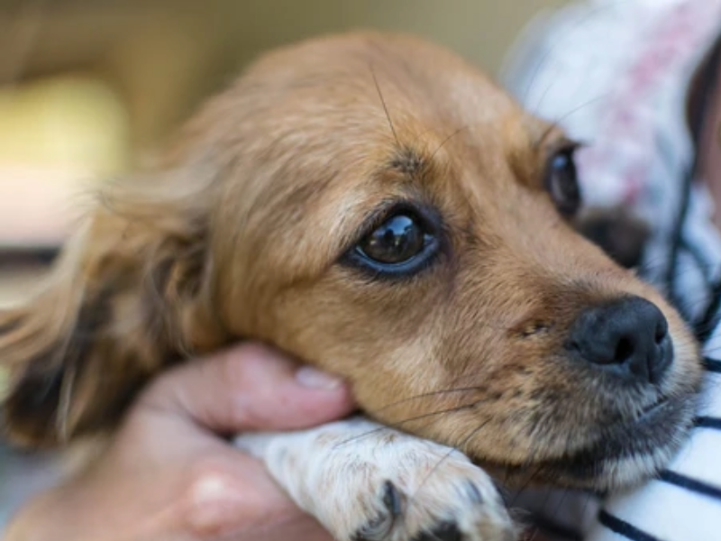 Tierarztbesuche stressfrei gestalten