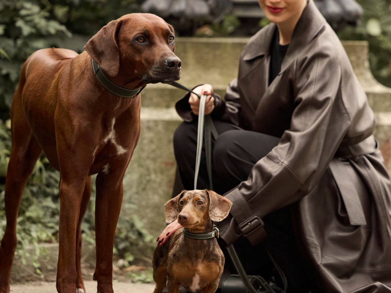 Gesundheitschecks für Hunde: Regelmäßige Untersuchungen und Vorsorge