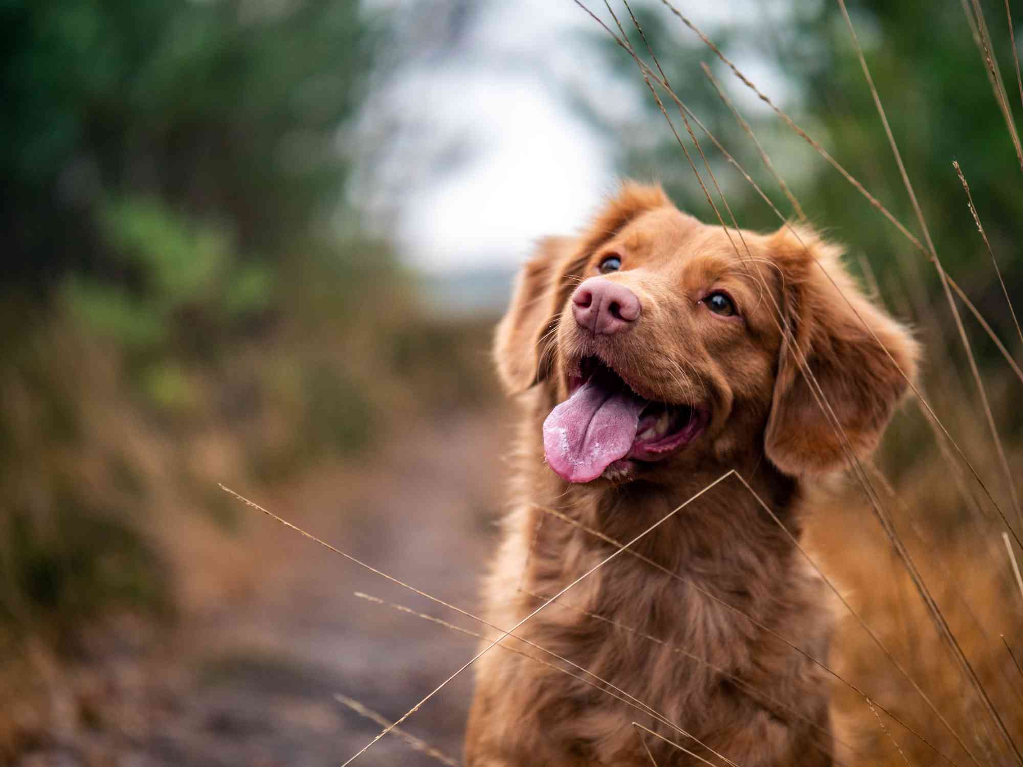 William Walker gesunde vegane Hundesnacks