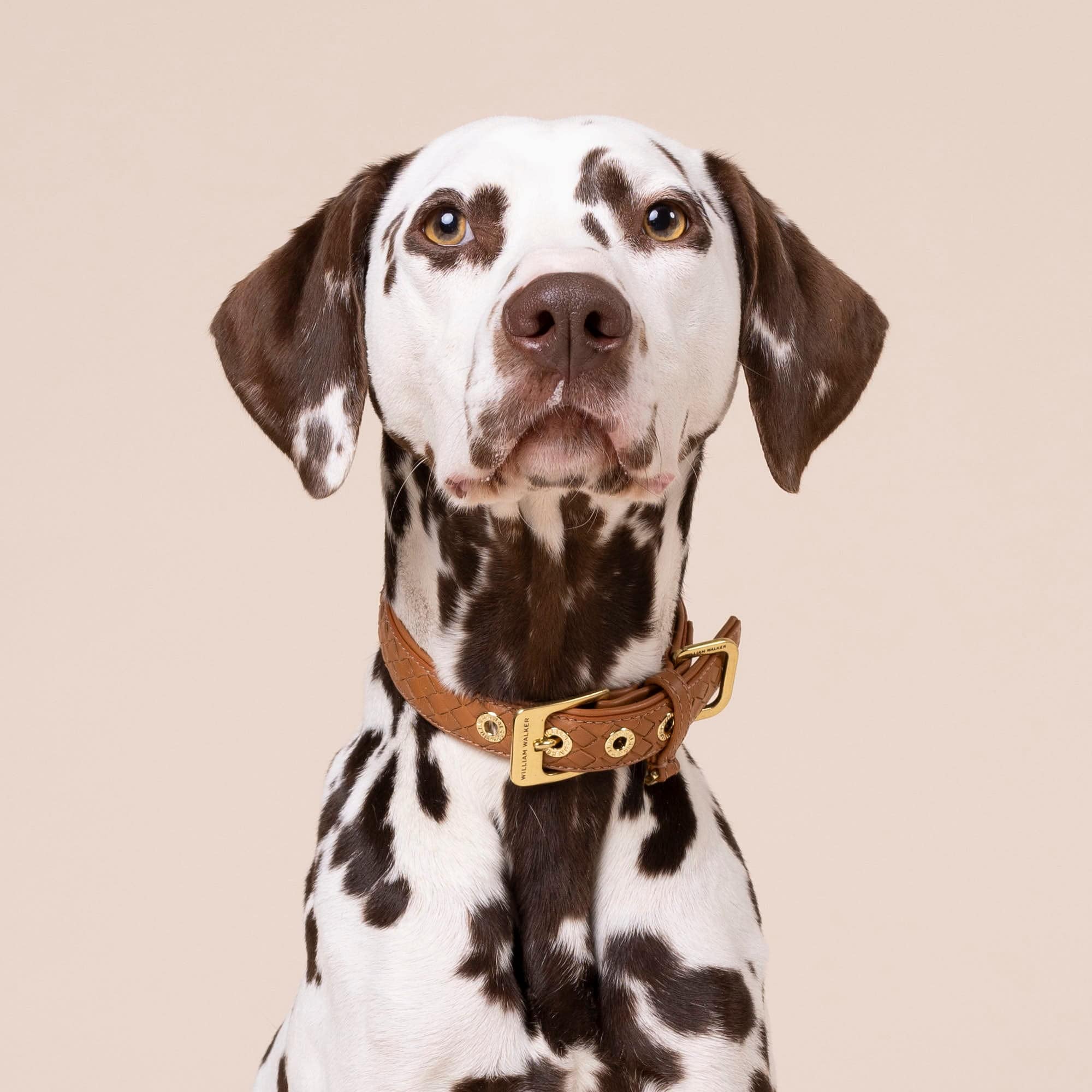 William Walker Leder Hundehalsband Prestige Caramel