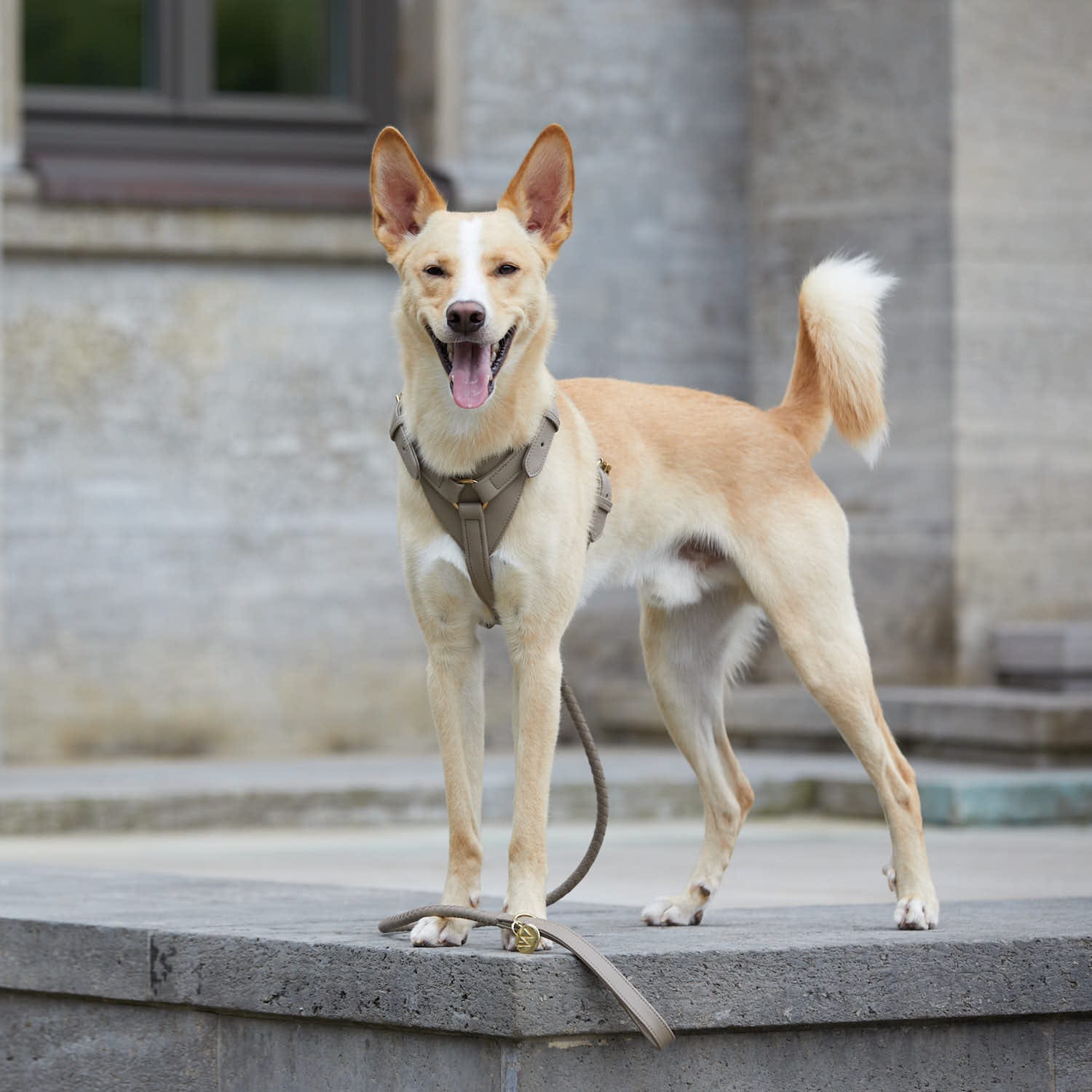 William Walker Leder-Hundegeschirr Sand